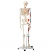 人體骨骼模型(170cm)