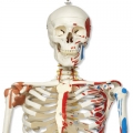 有彈性的人體骨骼模型