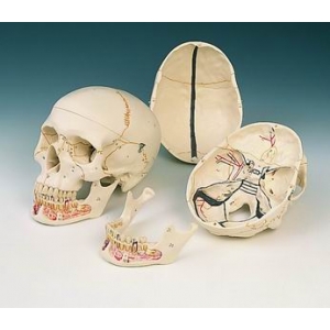 人類頭蓋骨模型