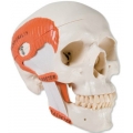 人頭骨模型