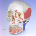 標準含開放下頜骨的人頭骨模型(3分解)