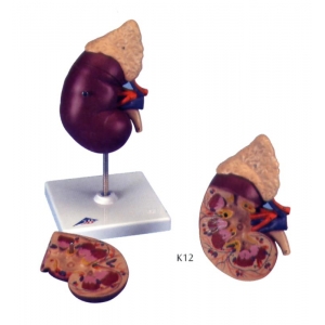 腎臟模型